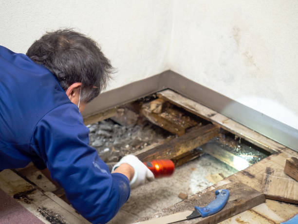 Crawl Space Mold Removal in Susanville, CA