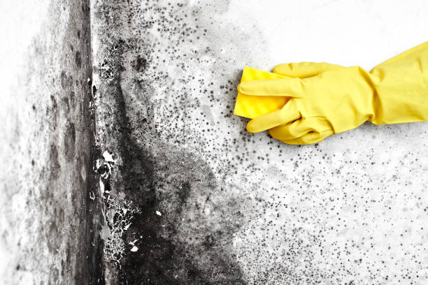 Best Fast Mold Removal  in Susanville, CA