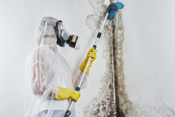 Best Office Mold Removal Services  in Susanville, CA