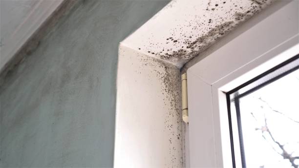 Best Home Mold Removal  in Susanville, CA