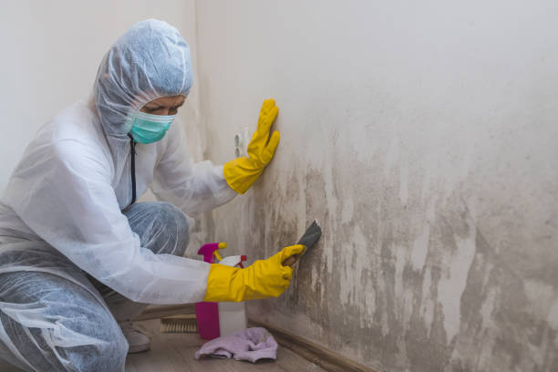 Best Home Mold Removal  in Susanville, CA