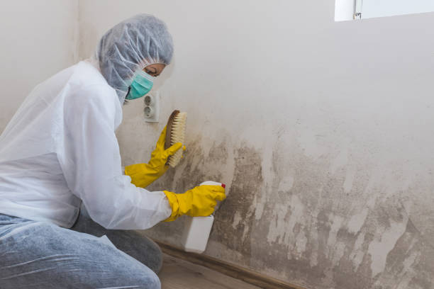 Best Certified Mold Removal  in Susanville, CA