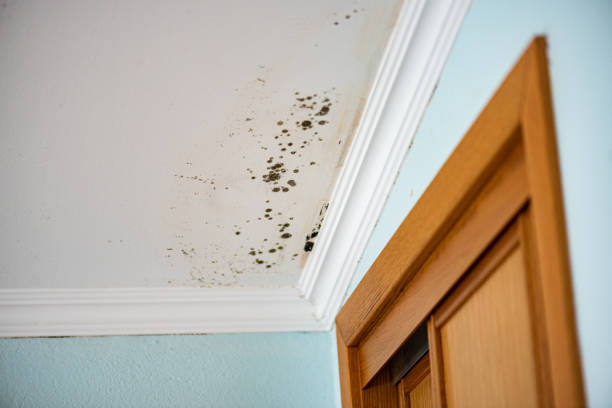 Best Professional Mold Removal  in Susanville, CA