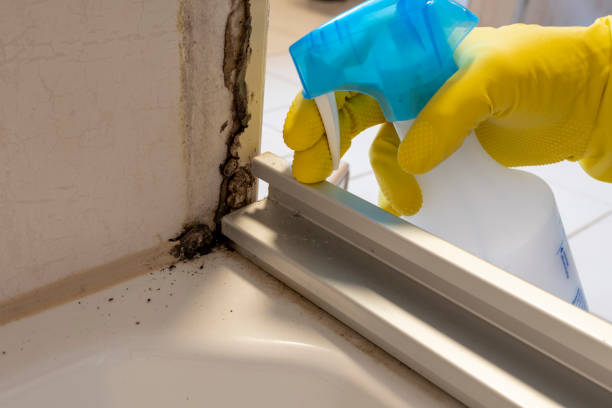 Best Mold Cleaning Services  in Susanville, CA