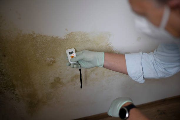 Best Home Mold Removal  in Susanville, CA