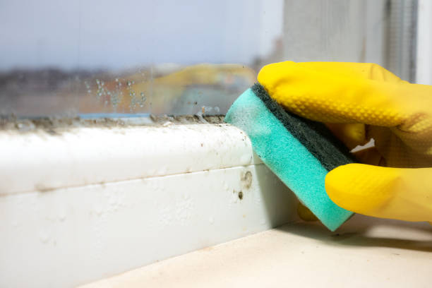 Office Mold Removal Services in Susanville, CA