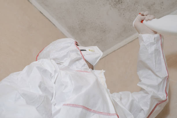 Best Mold Remediation  in Susanville, CA