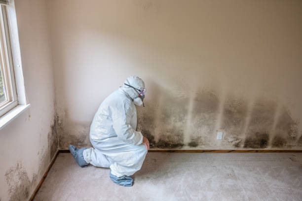 Best Commercial Mold Removal  in Susanville, CA