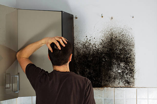 Susanville, CA Mold Removal Company