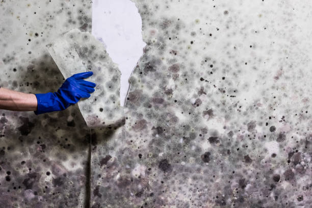 Best Mold Testing  in Susanville, CA