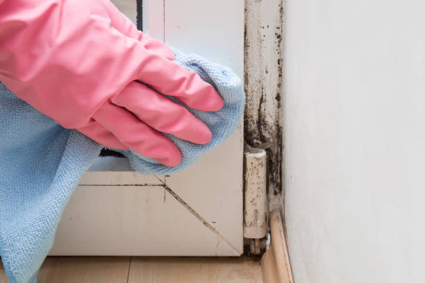 Best Same-Day Mold Removal  in Susanville, CA