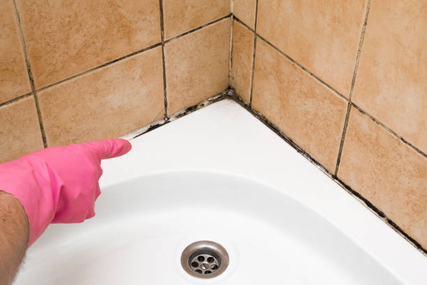 Best Mold Remediation Services  in Susanville, CA
